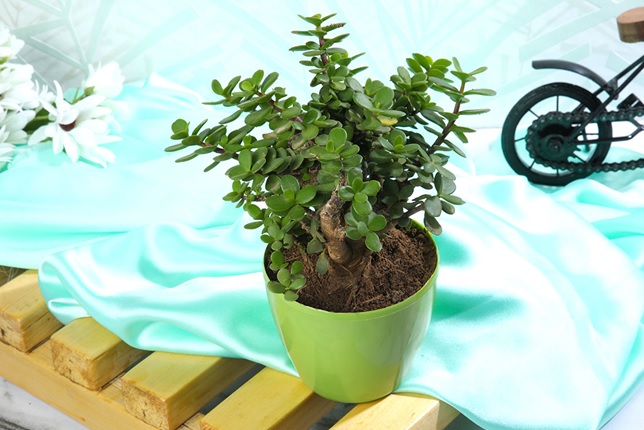 <strong>Why Buying Bonsai Tree Online is Better than Local Nursery</strong>