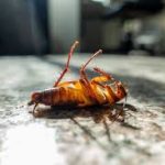 Cockroach