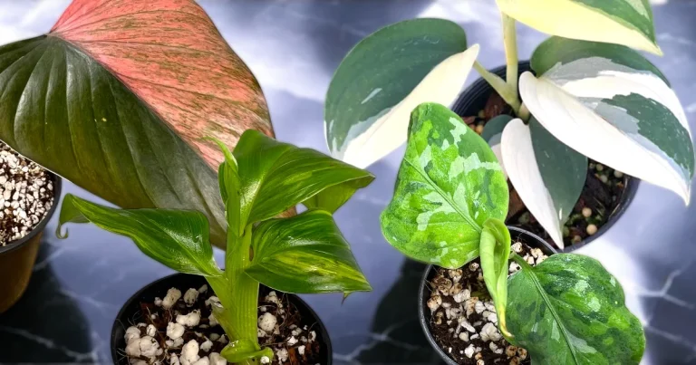 Tissue Culture Plants