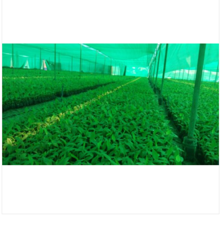 Tissue Culture Plants